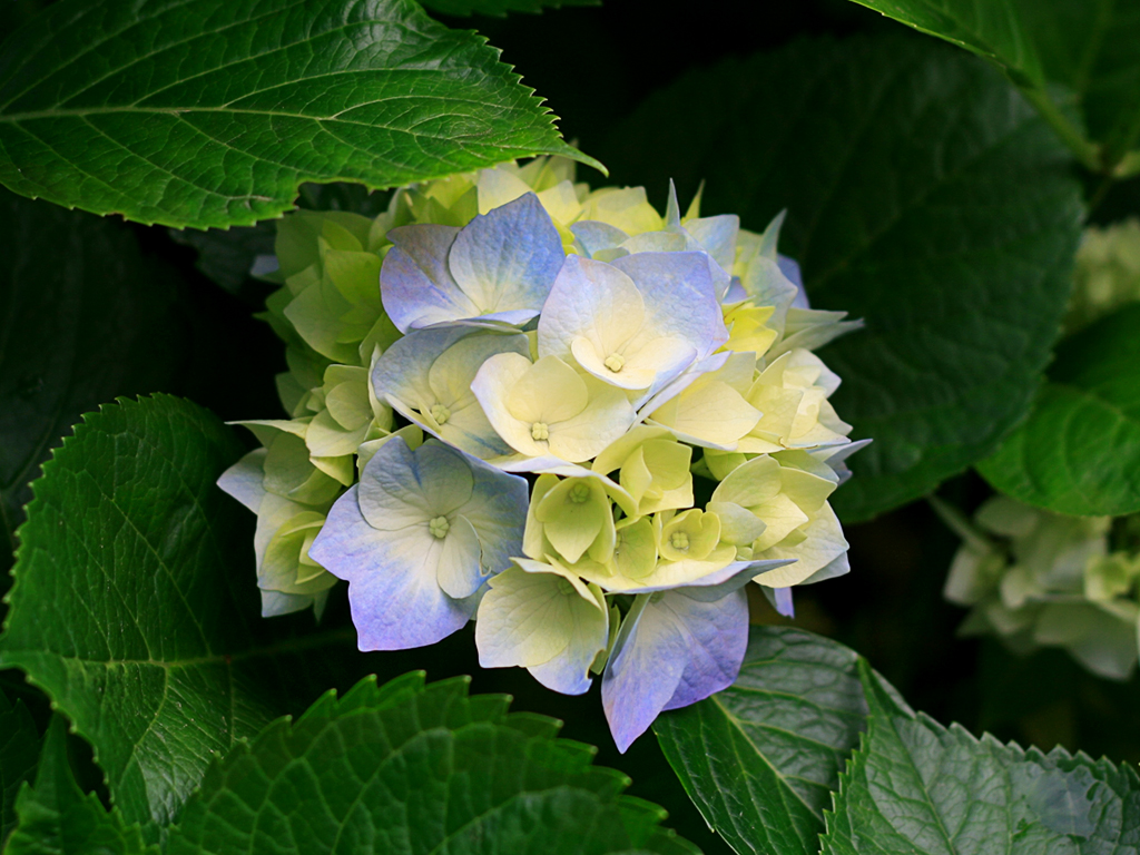 flores Hydrangeas